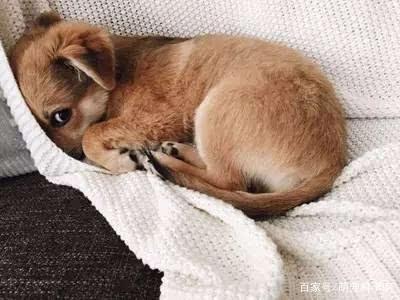 内疚什么意思